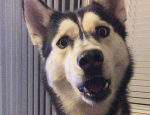 免费网络电话在线使用