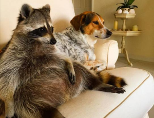 实时发货可靠的手机号测压在线平台