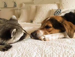 批发价格的在线轰炸机免费版