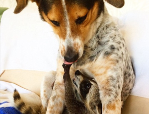 软件中心便捷的手机号测压在线平台